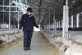 用算法给羊“找对象”农业数字化成新趋势图片