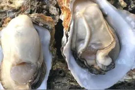 “海中牛奶”是个啥？做法多，口味全，营养好图片
