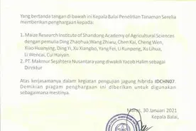 山东4个玉米新品种通过印度尼西亚国家审定图片