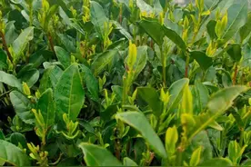 西湖龙井春茶3月12日开采！茶农家酱鸭腌肉都备下了，就等新茶长成图片