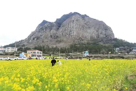 韩国济州岛油菜花盛开 春色秀美如画图片