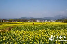 安徽潜山：油菜花开醉游人图片