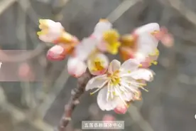 惊艳来袭！五莲这里“赏花节”开启！来赴一场花海之约吧！图片