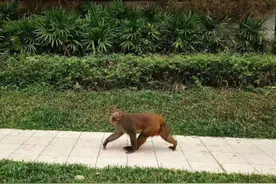 深圳福田中心区惊现猕猴 淡定散步不惧人图片