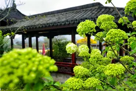 湘湖的绣球花开了图片
