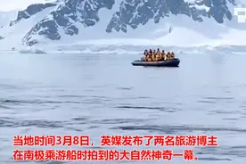 神奇一幕！企鹅遭虎鲸捕杀危急关头跳上游船，躲在人群中呆萌可爱图片