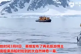 神奇一幕！企鹅遭虎鲸捕杀危急关头跳上游船，躲在人群中呆萌可爱图片
