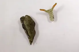 自己断头弃掉身子，然后再重新长出整个身体？！这动物的再生能力简直可怕图片