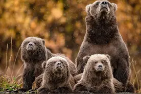 美国：灰熊一家雨中集体仰望天空 动作整齐划一萌感十足图片