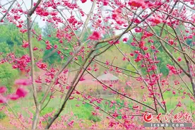 长沙三月赏花地图片