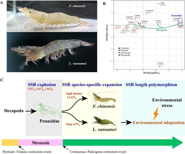 新发现！中科院海洋所揭秘对虾进化中的关键因素