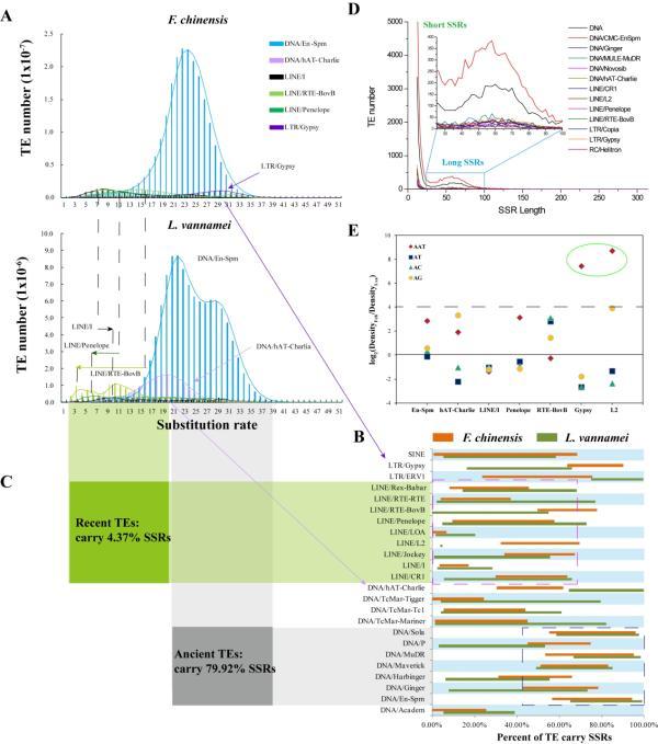 新发现！中科院海洋所揭秘对虾进化中的关键因素