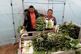 安徽亳州：大棚莴苣喜迎丰收 农民抓紧采收供应市场图片