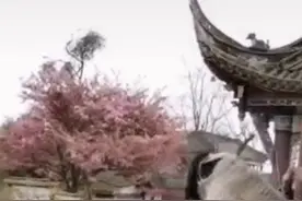 男子桥上训练狗狗跳水引质疑 蓝天救援队：他是队里志愿者 在常规训练图片