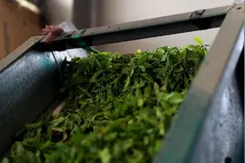 30秒｜日照大棚茶上市 茶农采茶制茶忙图片