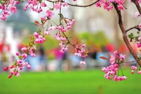 青玉案·梦花图片