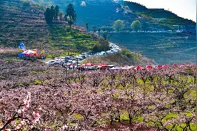 义龙新区“桃花谷”桃花开了图片