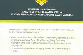 揭秘！山东为什么要到印尼建基地，选育玉米新品种？图片