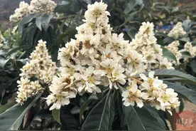 全球独有！川农大培育出“春花枇杷”，或可改变枇杷栽培版图图片
