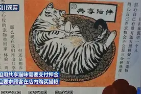 9块9一天？成都“共享猫咪”宠物店已暂停营业图片