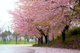 一起去看樱花雨！2021上海樱花节3月12日要开幕啦视频封面