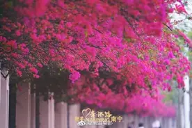 南宁青环路的三角梅又开了图片