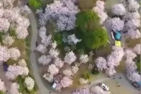 南京浪漫赏樱季开启，玄武湖公园将推出赏樱专线视频封面