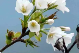 热心网友又来播报：杭州最美跑道樱花开了少量，美图给大家尝尝鲜图片