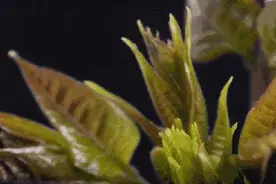 小心，春天这些野菜误吃很危险！田间地头能见到图片