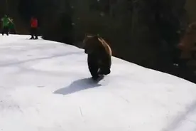 棕熊闯入罗马尼亚滑雪场 追逐雪道上游客图片