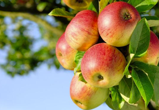 蓝莓要剥皮吗（吃苹果到底要不要削皮答案在这里）