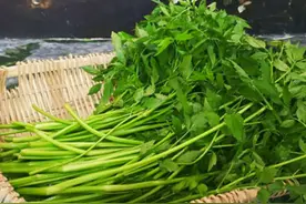 大地回暖，春季必吃的五种野菜图片