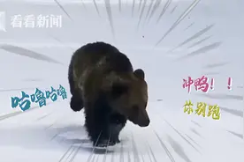 游客滑雪场偶遇棕熊 一路喜感追逐最后还转个圈图片