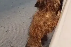 女子从老家开车返程途中被流浪狗狂追，仔细一看竟是半年前丢失的狗图片