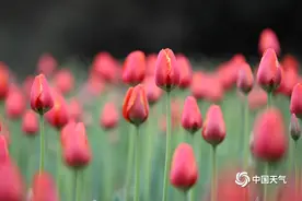 贵州龙里：郁金香花开迎客来图片