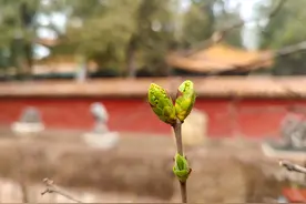 北京：故宫御花园花出蓓蕾枝吐嫩芽图片