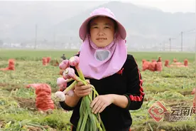 保山施甸：大蒜远销俄罗斯 蒜农鼓起钱袋子图片