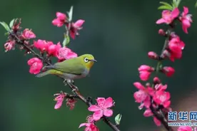 鸟语花香春意浓图片