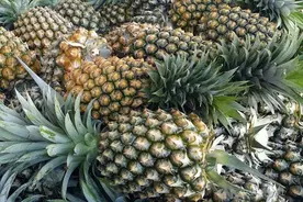 凤梨降价出口日本被曝后，民进党当局开始找补：收购价不得低于每公斤21元图片