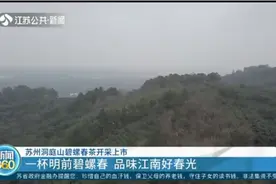 一杯明前碧螺春，品味江南好春光，苏州洞庭山碧螺春茶开采上市！视频封面