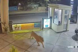 印度一头野生狮子在街上游荡 闯入一家酒店吓坏保安图片