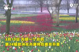 南京中山植物园花海盛放 邀你共赴春天之约视频封面