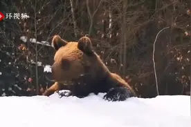 罗马尼亚一只棕熊闯滑雪场拦住游客去路 近距离追逐上演惊魂一幕图片