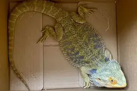 四脚爬行、长相怪异…佛山小伙路边偶遇神秘生物，急忙报了警图片