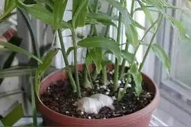 花盆里埋一块生姜，3个月长出小姜崽，1盆结2斤吃不完图片