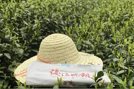 快讯 | 西湖龙井茶一级保护区，大面积采摘要到3月中下旬图片