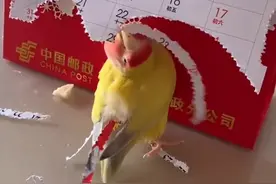 鹦鹉用尖喙啄透日历插身上 网友：鹦鹉也想做凤凰图片