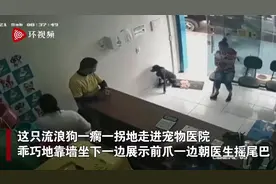 成精了！巴西一只受伤流浪狗主动进宠物医院求助 朝医生抬爪子展示伤口图片