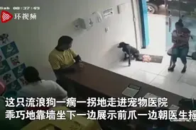 成精了！巴西一只受伤流浪狗主动进宠物医院求助 朝医生抬爪子展示伤口图片