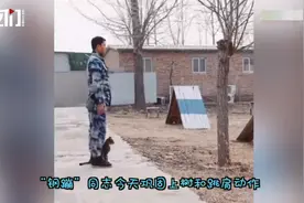 流浪猫被退伍老兵训成“特种猫”，上树跳肩一气呵成让人惊艳图片